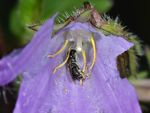 Hylaeus pectoralis